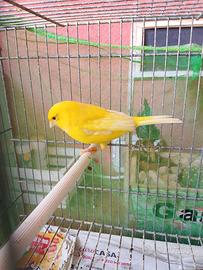 Canarina gialla