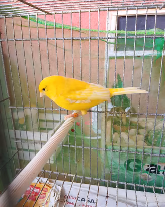 Canarino giallo