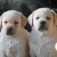 Labrador Retriever cuccioli maschi miele