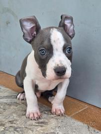 Cucciolo Amstaff Blue