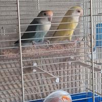 Inseparabili allevati a mano