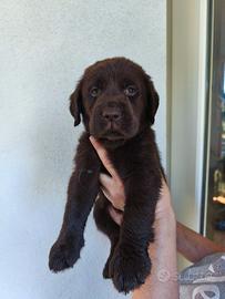 Cucciolo labrador cioccolato