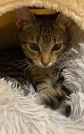 Nessa gattina 6 mesi