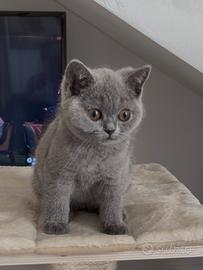 British shorthair blu