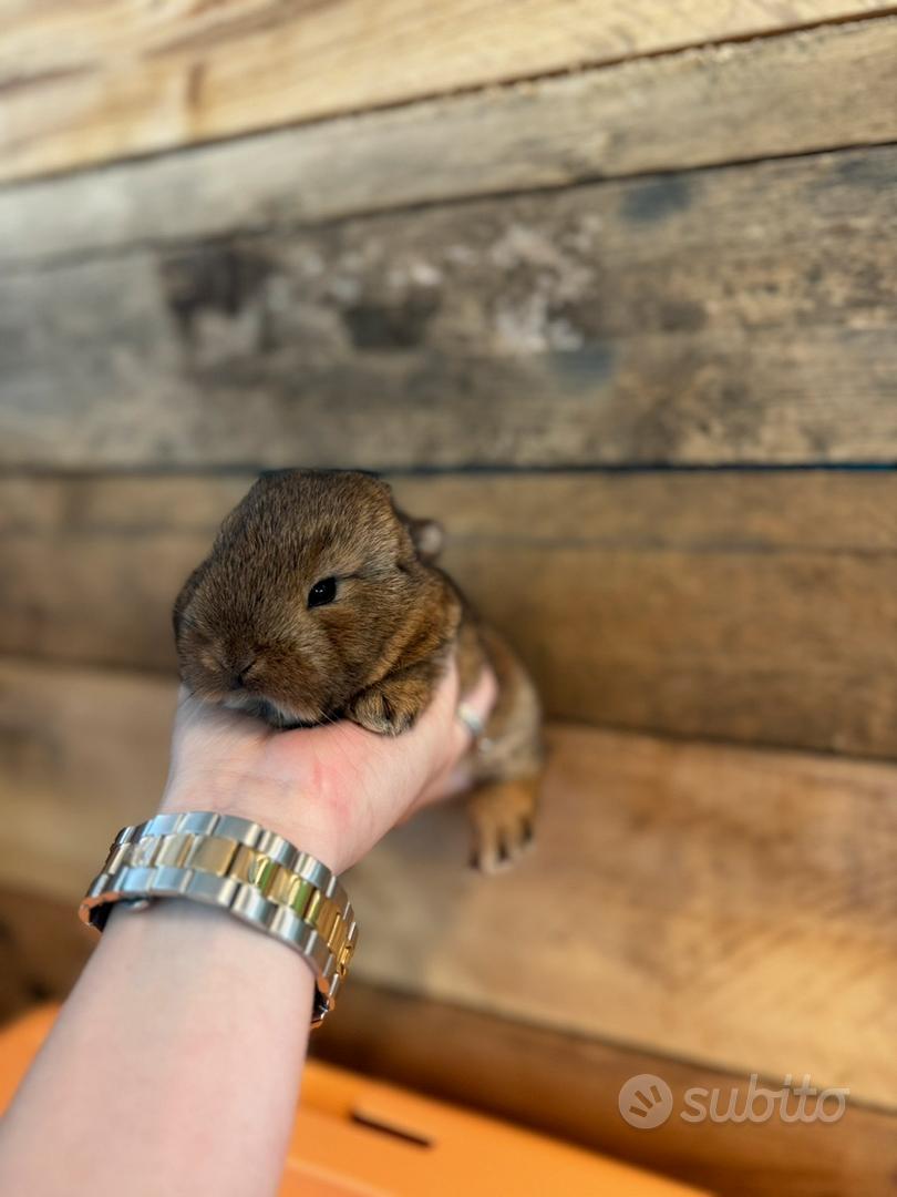 Coniglio nano ariete - Animali In vendita a Varese