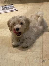 Maltipoo