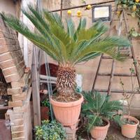  pianta cycas 
