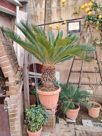  pianta cycas 