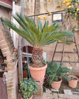  pianta cycas 