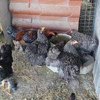 Galline Cocinina gigante