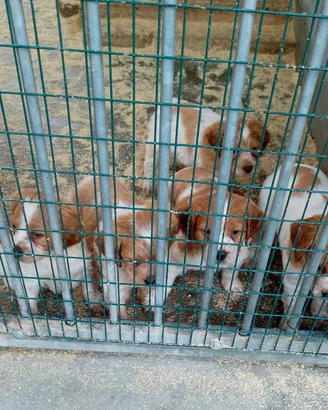 Cuccioli Breton