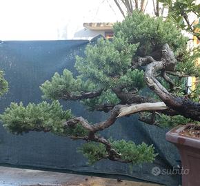 Juniperus procumbens