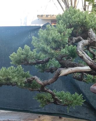 Juniperus procumbens