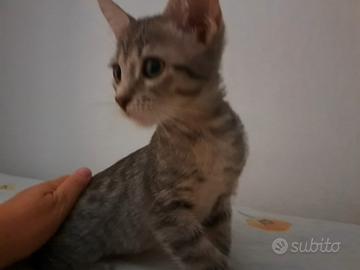 Due gattini, 4 e 3 mesi, maschietti
