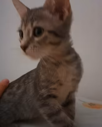 Due gattini, 4 e 3 mesi, maschietti