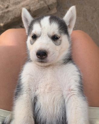 Cuccioli husky