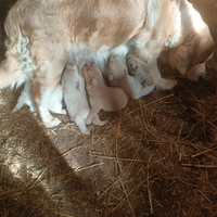 Golden retriever cucciolata selezionata