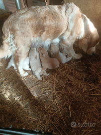 Golden retriever cucciolata selezionata