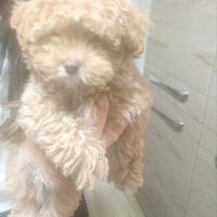 Cucciolo di maltipoo