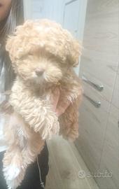 Cucciolo di maltipoo