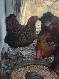 Wyandotte tris