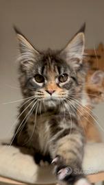 Maine coon cucciola