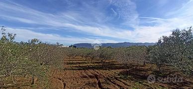 TER. AGRICOLO A QUARTU SANT'ELENA