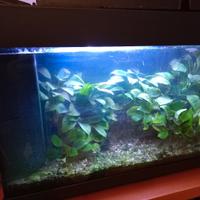 Acquario tropicale 70 l.