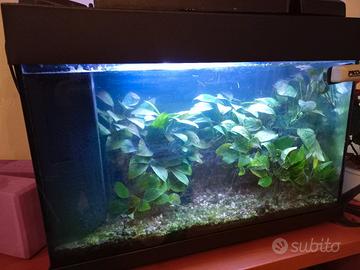 Acquario tropicale 70 l.