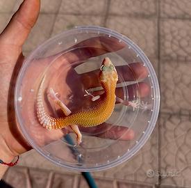 Geco leopardino