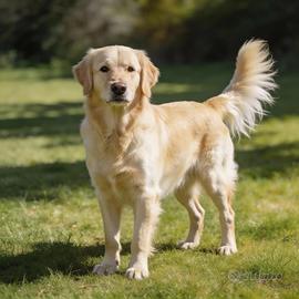 Golden Retriver per monta