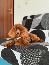 Barboncino nano per monta