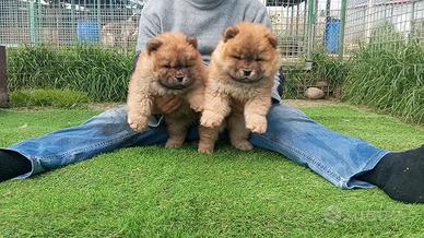 Chow Chow cuccioli