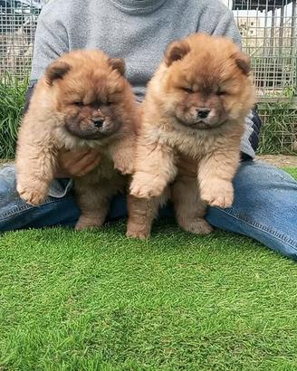 Chow Chow cuccioli