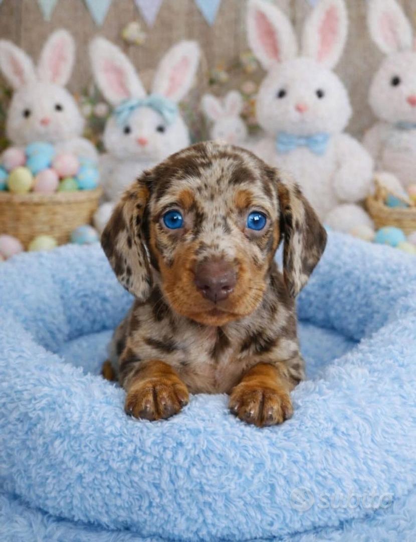 Bassotto cuccioli a pelo corto PEDIGREE ENCI