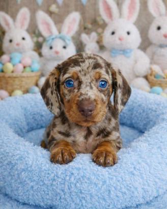 Bassotto cuccioli a pelo corto PEDIGREE ENCI