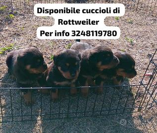 Cuccioli di Rottweiler