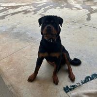 Rottweiler