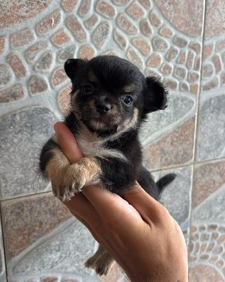 Chihuahua femmina Pelo Lungo mini Toy