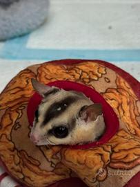 Petauro dello zucchero