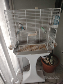 Coppia cocoriti + gabbia