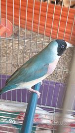 Femmina di diamante di gould 2026