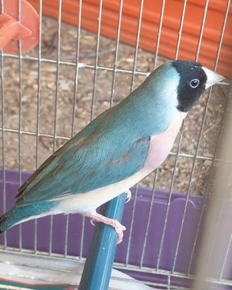 Femmina di diamante di gould 2026