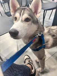 Husky cucciolo