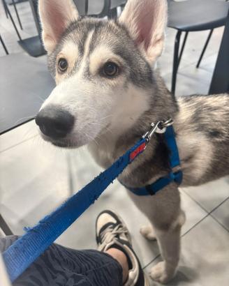 Husky cucciolo