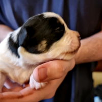 Cuccioli jack russell terrier