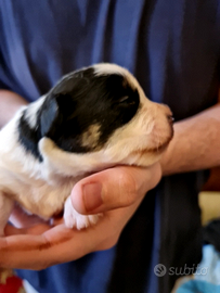 Cuccioli jack russell terrier