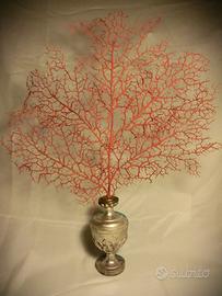 GORGONIA DA WUNDERKAMMER  CON  PORTAPALMA - 1800