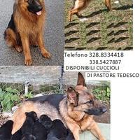 Disponibili cuccioli pastore tedesco