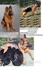 Disponibili cuccioli pastore tedesco